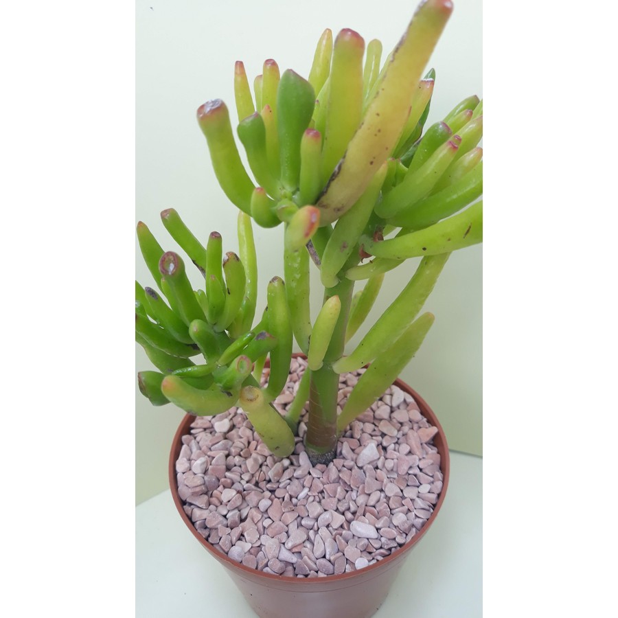 Crassula ovata ,Gollum,