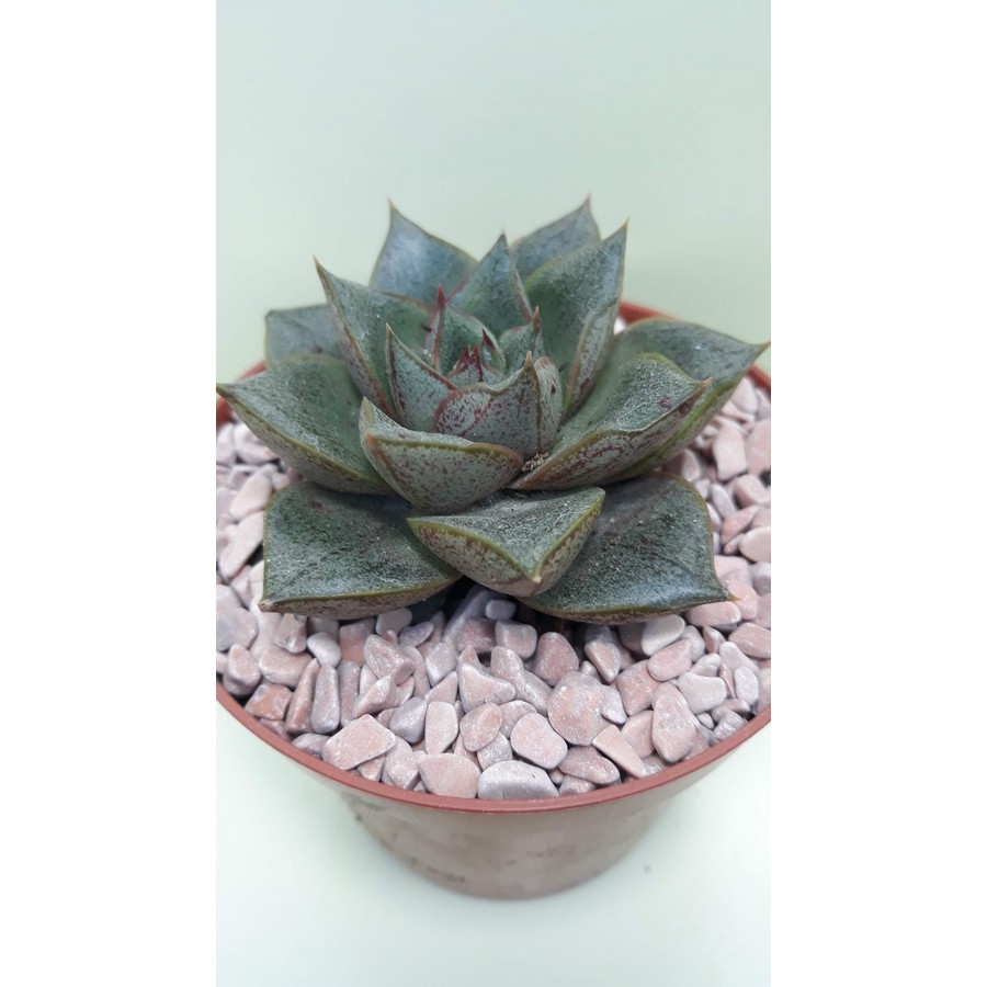 Echeveria purpurosum