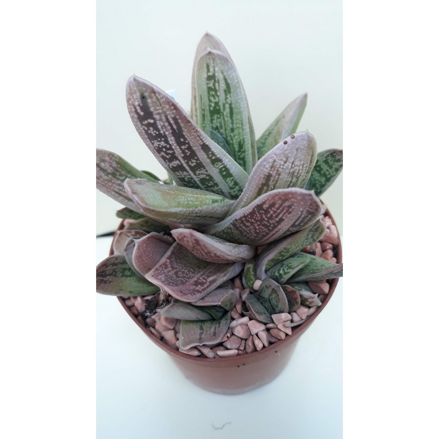 Gasteria ,Little warty,
