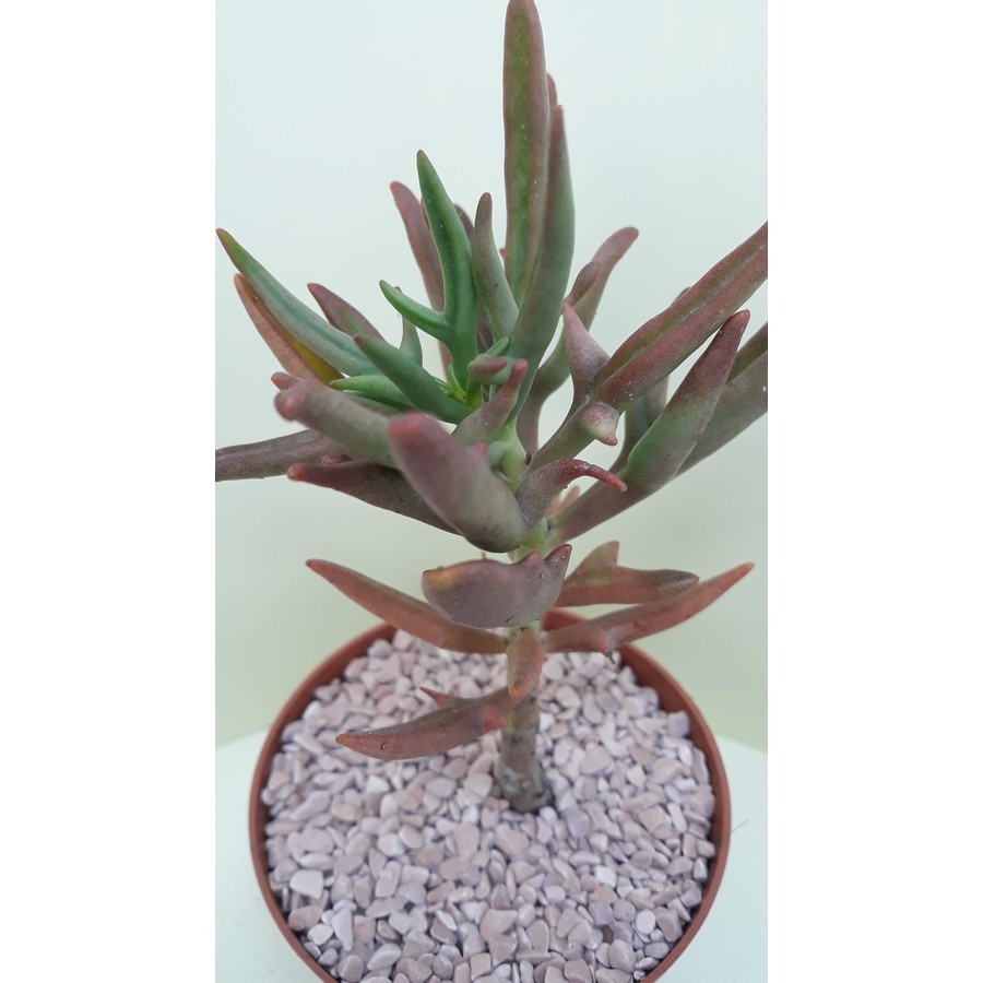 Kalanchoe kewensis