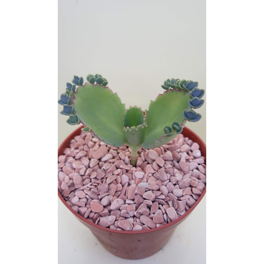 Kalanchoe laetivirens