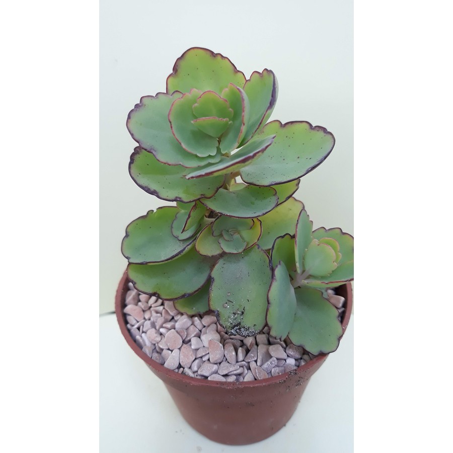 Kalanchoe laxiflora v. violacea