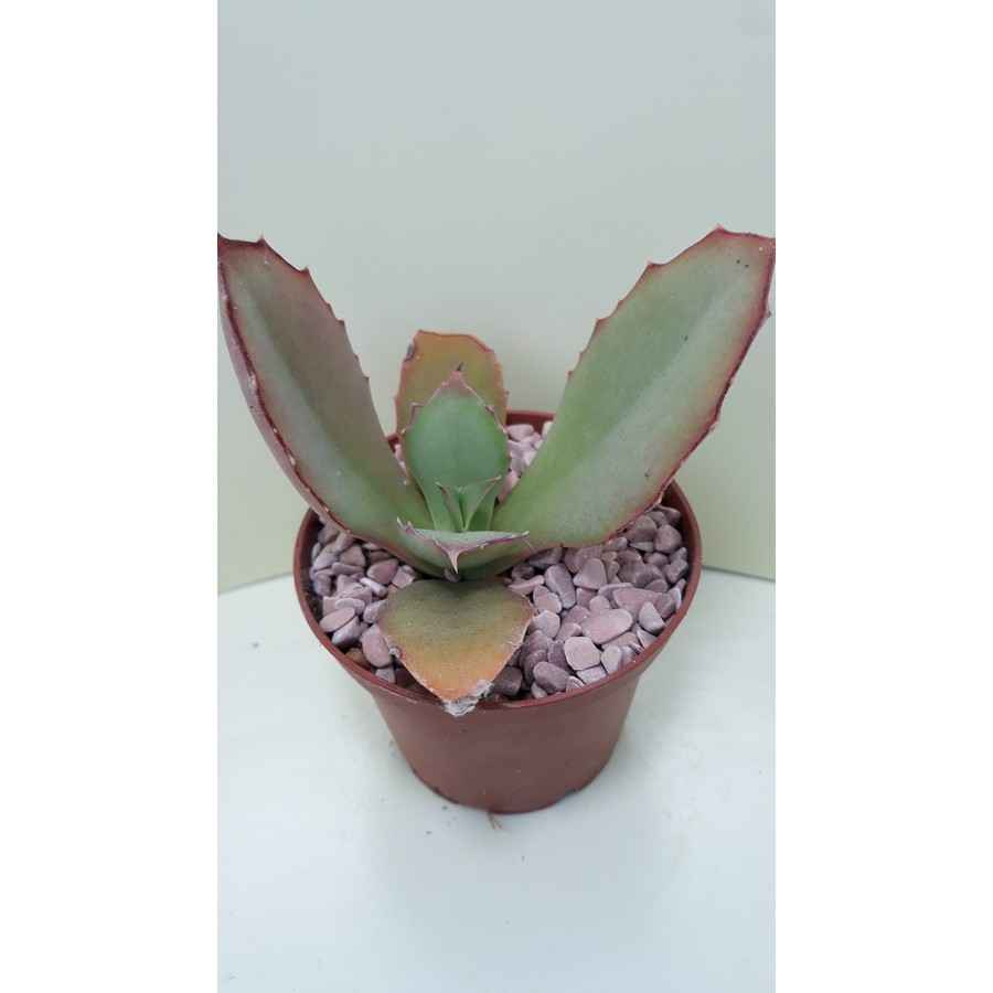 Kalanchoe synsepala