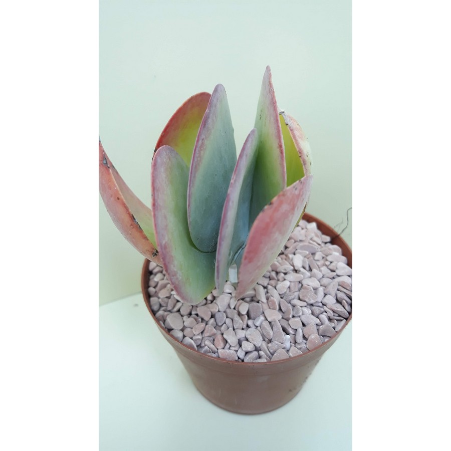 Kalanchoe thyrsiflora