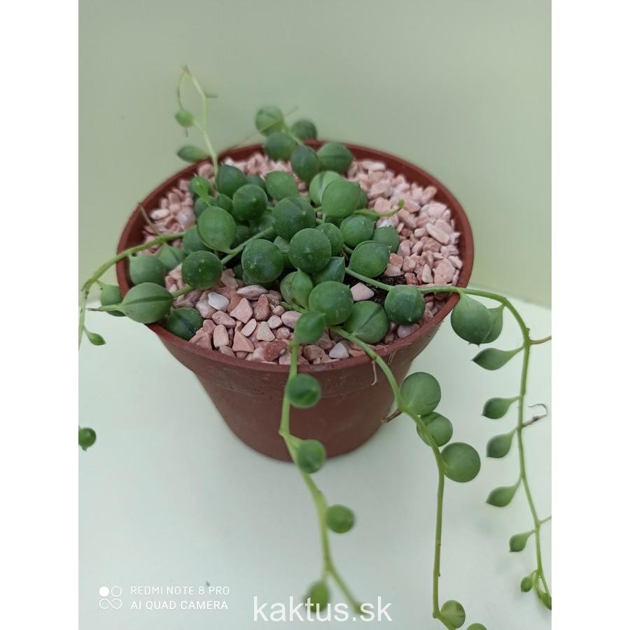 Senecio rowleyanus