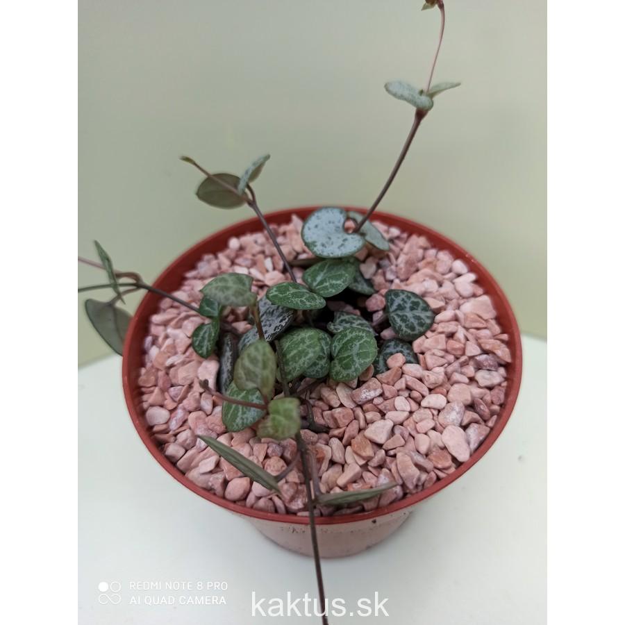 Ceropegia woodii