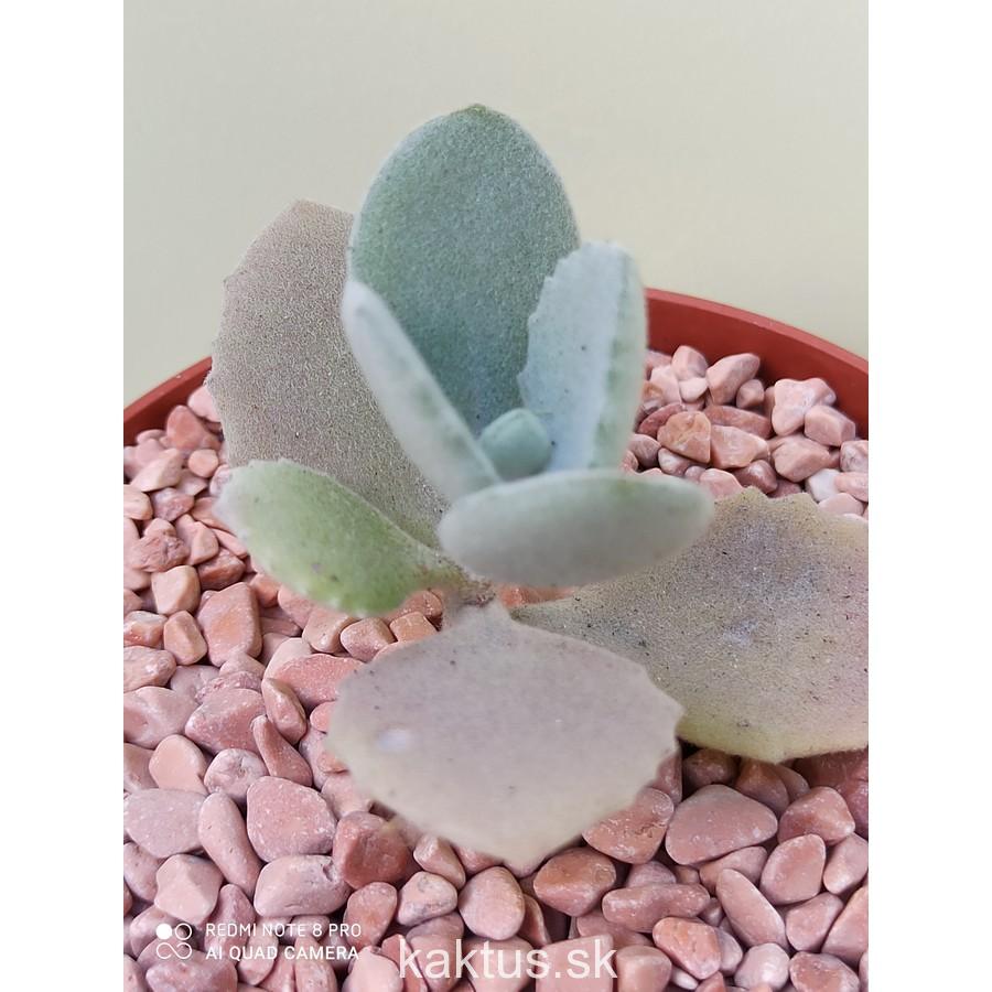 Kalanchoe millottii