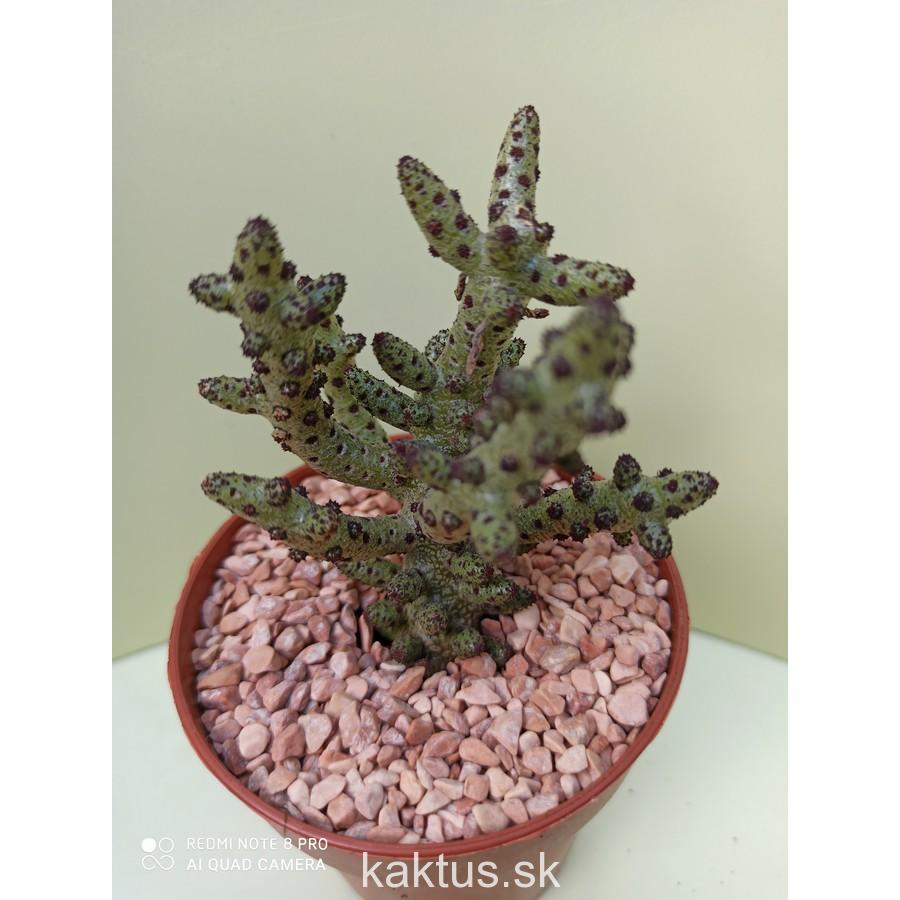 Tylecodon bucholzianus
