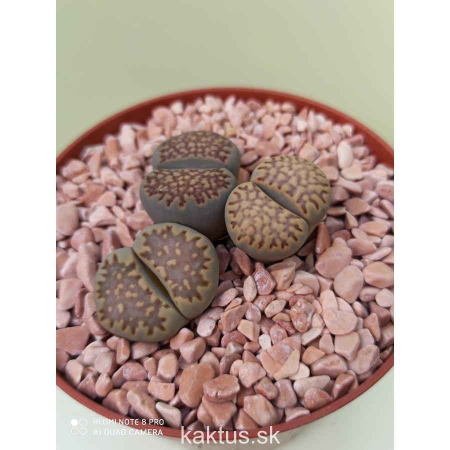 Lithops sp.3x