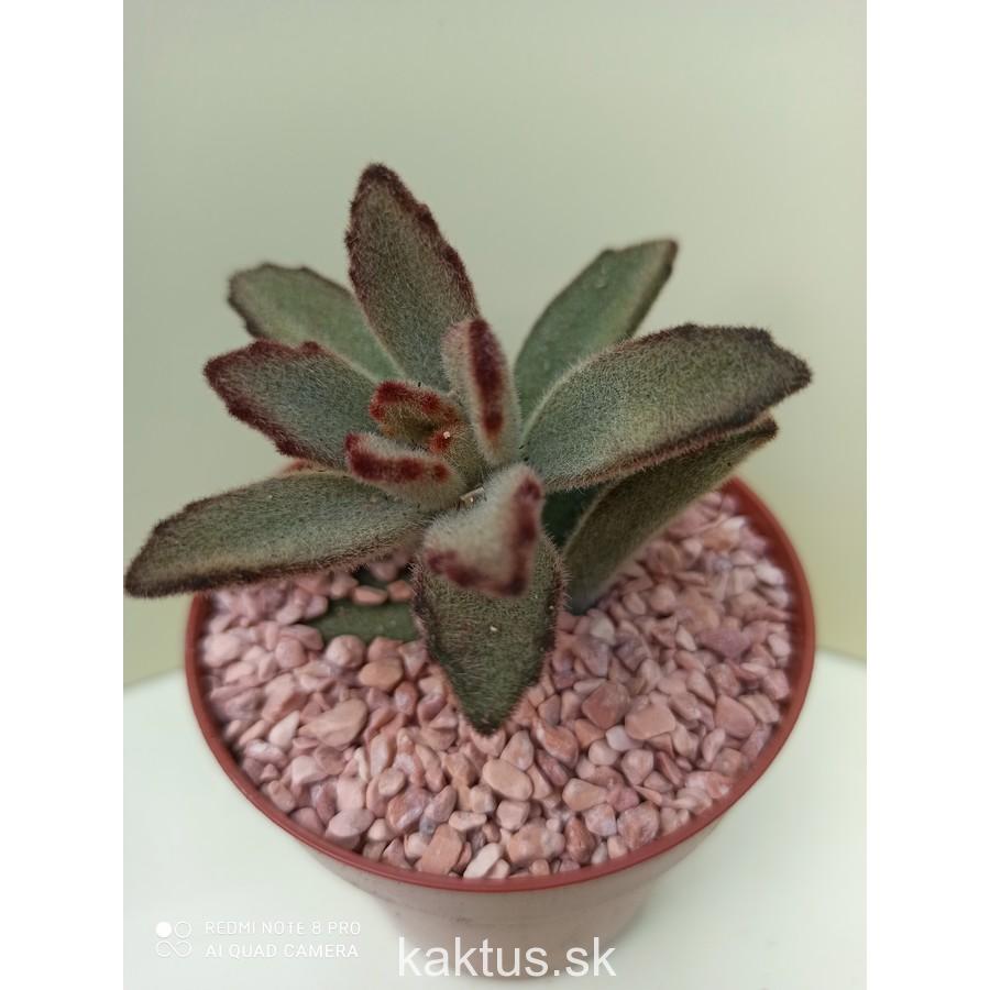 Kalanchoe tomentosa Chocolate soldier