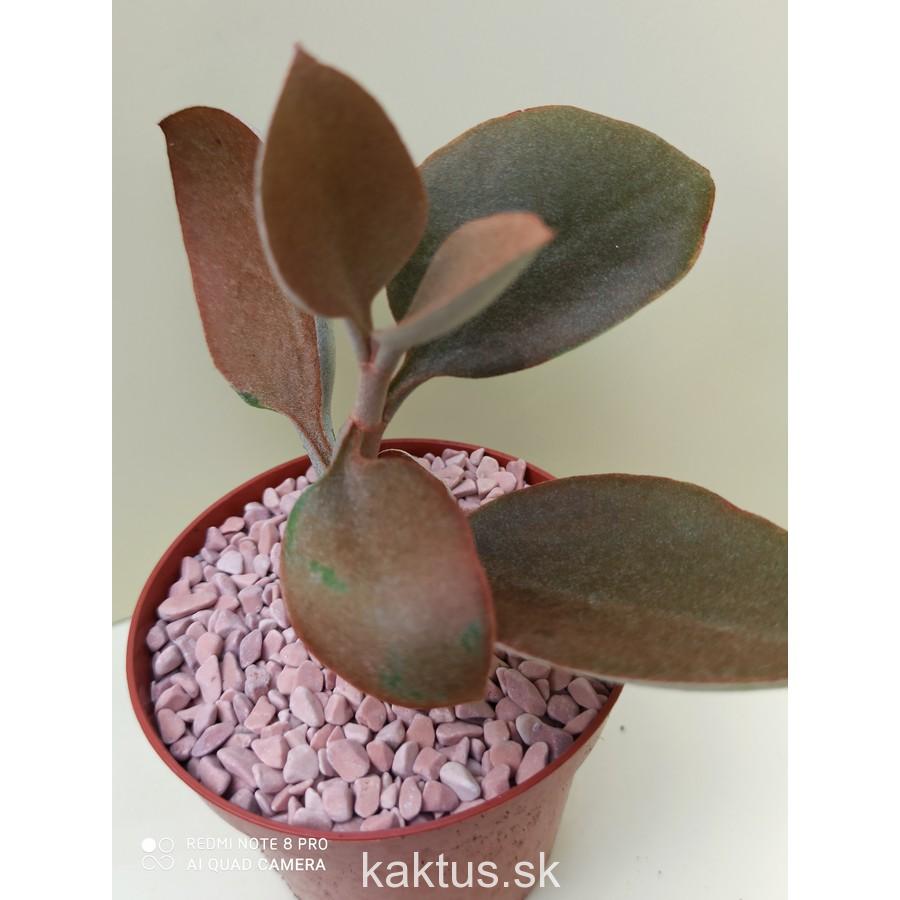 Kalanchoe orgyalis