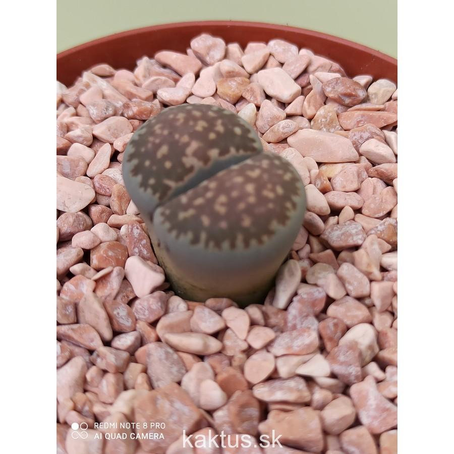 Lithops sp.
