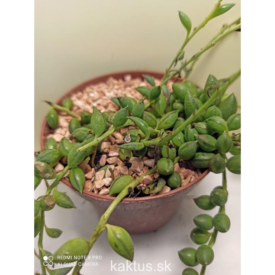 Senecio herreianus