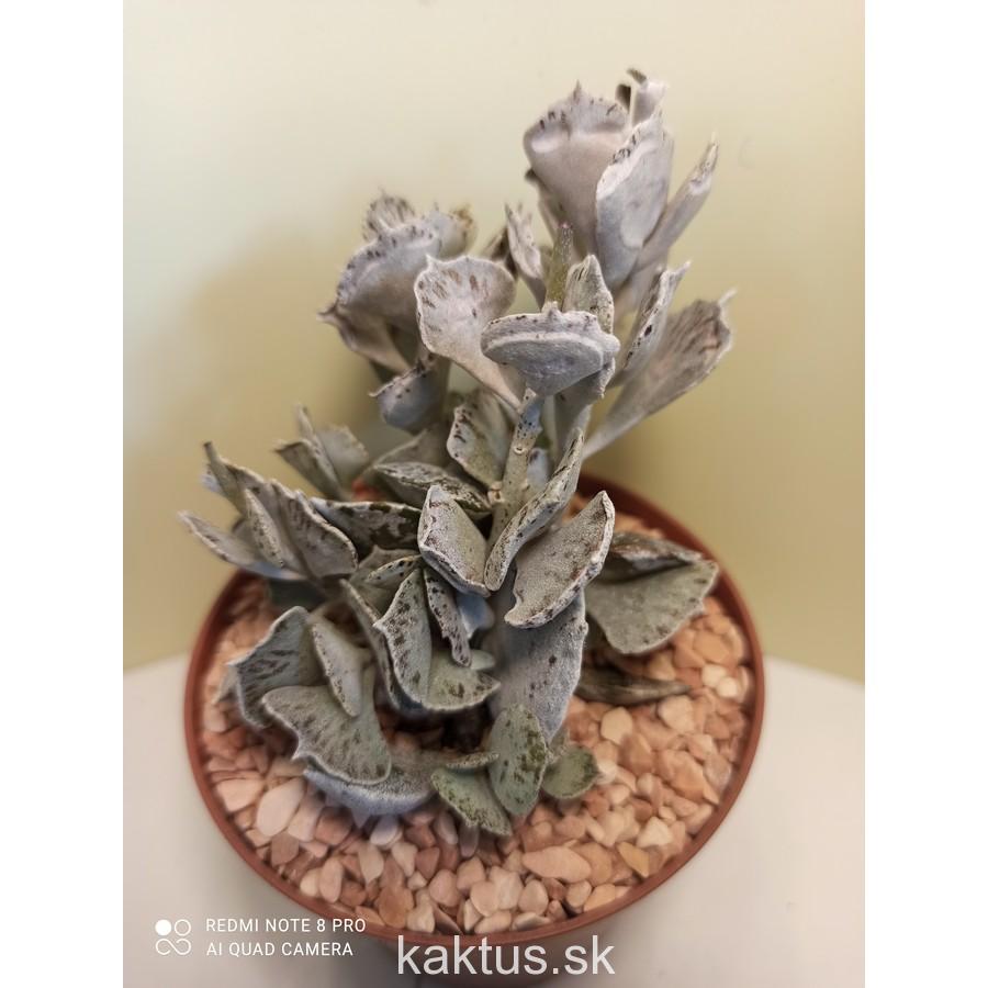Kalanchoe rhombopilosa
