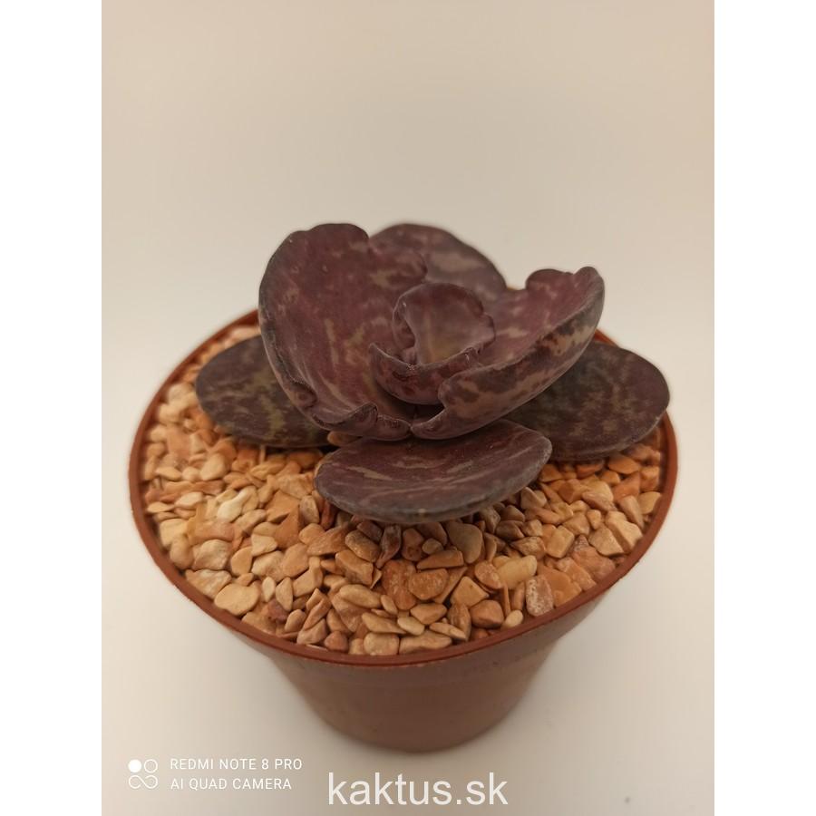 Kalanchoe humilis
