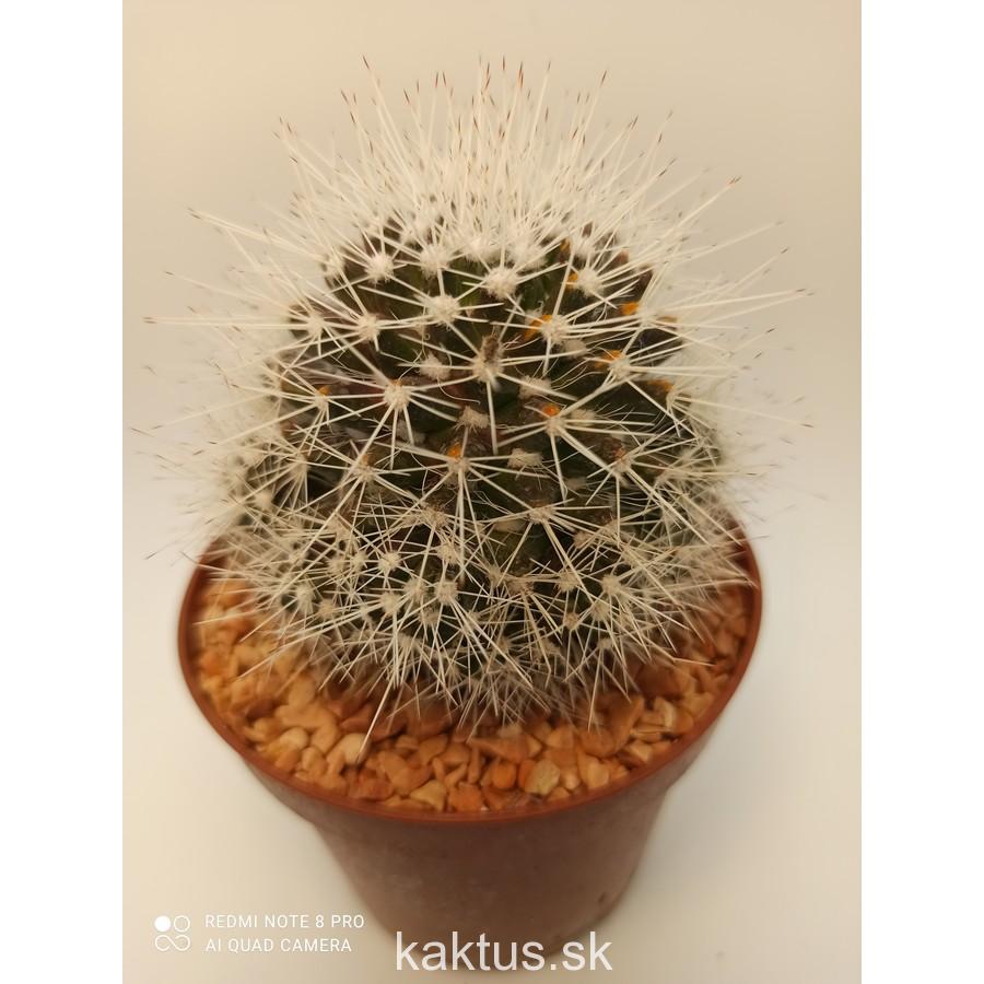 Mammillaria heydera