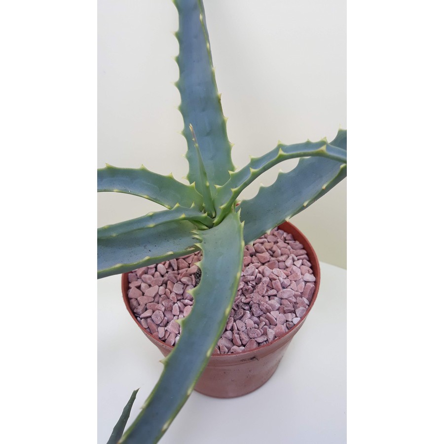 Aloe arborescens