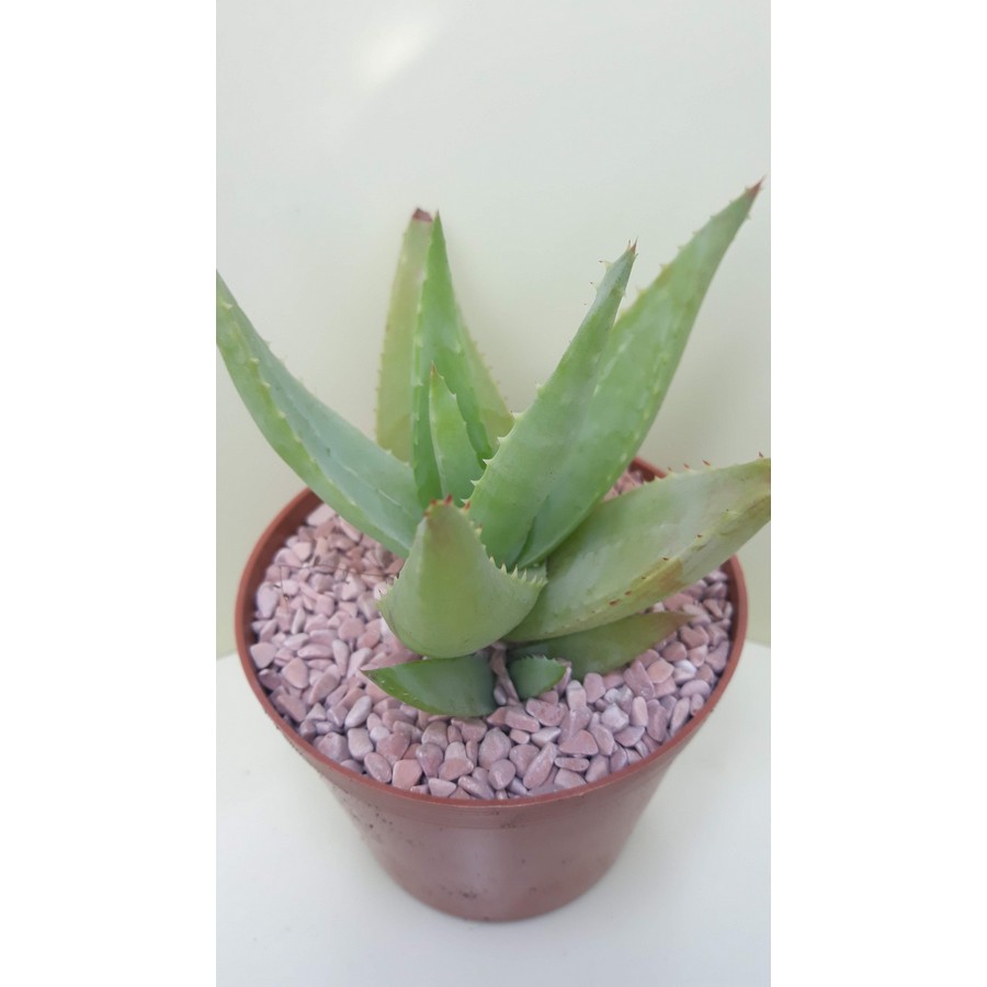 Aloe hybrid