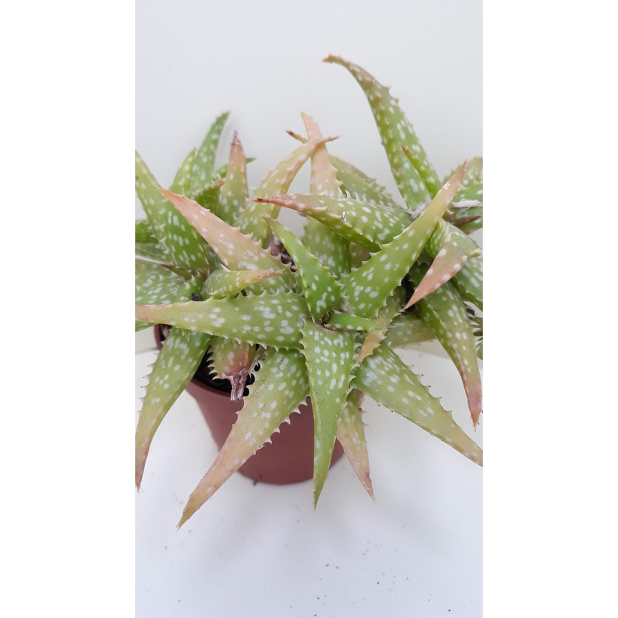 Aloe jucunda