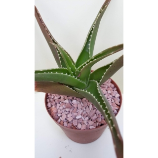 Aloe striatula