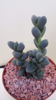 Corpuscularia lehmannii