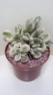 Cotyledon ladysmithiensis variegata