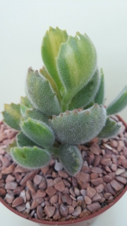 Cotyledon ladysmithiensis