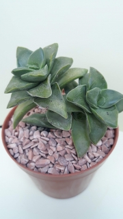 Crassula ,Morgans beauty,