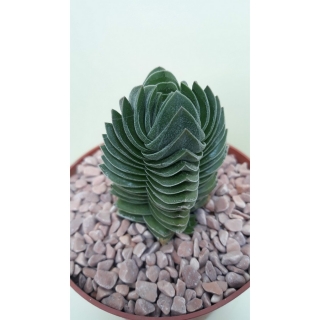 Crassula Buddha s Temple