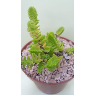 Crassula ericoides