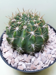 Echinopsis obrepanda