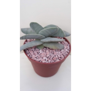 Crassula falcata