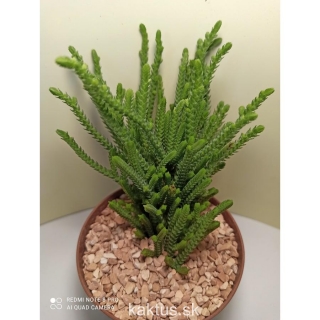 Crassula muscosa