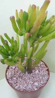 Crassula ovata ,Gollum,