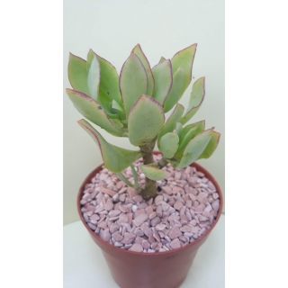 Crassula ovata , Ripple jade,