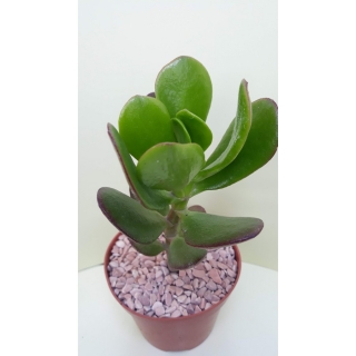 Crassula ovata