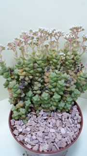 Crassula perforata