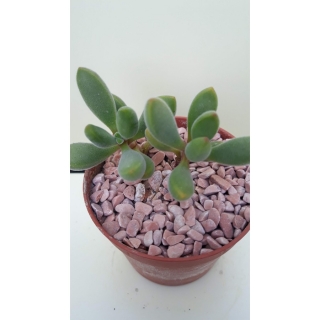 Crassula rogersii