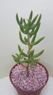 Crassula tetragona