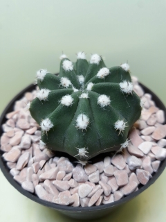 Echinopsis subdenudata