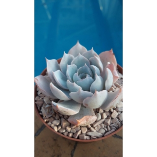 Echeveria ,Hercules,