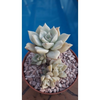 Echeveria elegans ssp. kesselringiana