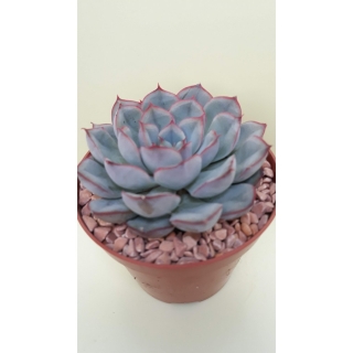 Echeveria minima