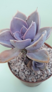 Echeveria Perle von Nurnberg