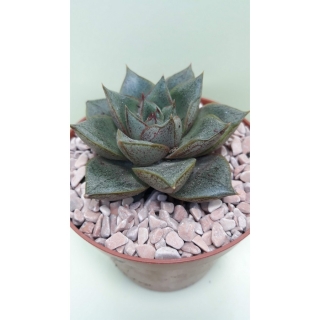 Echeveria purpurosum