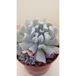 Echeveria runyonii , Topsy Turvy