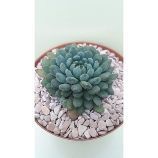 Echeveria setosa rundelli