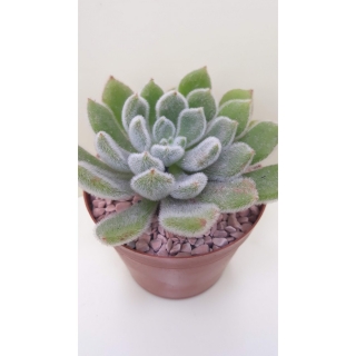 Echeveria setosa