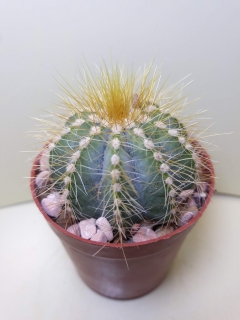 Eriocactus magnificus