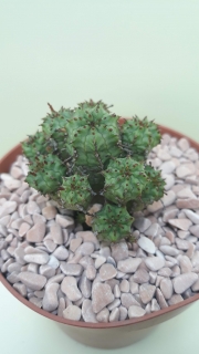 Euphorbia submammilaris